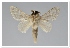  (Titya rivulosa - GD-GF0329)  @11 [ ] Copyright (2020) Guy Durand Research Collection of Guy Durand