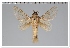  (Titya alma - GD-GF0330)  @11 [ ] Copyright (2020) Guy Durand Research Collection of Guy Durand