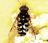  ( - BIOUG28571-A10)  @11 [ ] CreativeCommons - Attribution (2016) Libby Avis Centre for Biodiversity Genomics