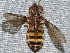  ( - BIOUG28571-A11)  @11 [ ] CreativeCommons - Attribution (2016) Libby Avis Centre for Biodiversity Genomics