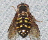  ( - BIOUG28571-A11)  @11 [ ] CreativeCommons - Attribution (2016) Libby Avis Centre for Biodiversity Genomics