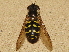  ( - BIOUG28571-A12)  @11 [ ] CreativeCommons - Attribution (2016) Libby Avis Centre for Biodiversity Genomics