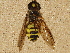  ( - BIOUG28571-A12)  @11 [ ] CreativeCommons - Attribution (2016) Libby Avis Centre for Biodiversity Genomics