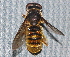  ( - BIOUG28571-C10)  @12 [ ] CreativeCommons - Attribution (2016) Libby Avis Centre for Biodiversity Genomics