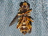  ( - BIOUG28571-C10)  @12 [ ] CreativeCommons - Attribution (2016) Libby Avis Centre for Biodiversity Genomics