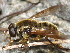  ( - BIOUG28571-C11)  @13 [ ] CreativeCommons - Attribution (2016) Libby Avis Centre for Biodiversity Genomics