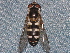  ( - BIOUG28571-D02)  @12 [ ] CreativeCommons - Attribution (2016) Libby Avis Centre for Biodiversity Genomics