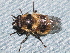  ( - BIOUG28571-D05)  @12 [ ] CreativeCommons - Attribution (2016) Libby Avis Centre for Biodiversity Genomics