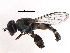  ( - BIOUG28571-E02)  @13 [ ] CreativeCommons - Attribution (2016) CBG Photography Group Centre for Biodiversity Genomics