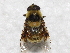  ( - BIOUG28571-F03)  @13 [ ] CreativeCommons - Attribution (2016) Libby Avis Centre for Biodiversity Genomics
