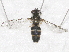  ( - BIOUG28571-G08)  @12 [ ] CreativeCommons - Attribution (2016) Libby Avis Centre for Biodiversity Genomics