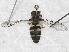  ( - BIOUG28571-G09)  @12 [ ] CreativeCommons - Attribution (2016) Libby Avis Centre for Biodiversity Genomics