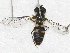  ( - BIOUG28571-G10)  @12 [ ] CreativeCommons - Attribution (2016) Libby Avis Centre for Biodiversity Genomics