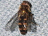  ( - BIOUG28571-G11)  @12 [ ] CreativeCommons - Attribution (2016) Libby Avis Centre for Biodiversity Genomics