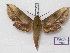  ( - BC-Basq 3195)  @13 [ ] Copyright (2011) Patrick Basquin Research Collection of Patrick Basquin