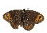  (Erebia triarius - TLMF Lep 14593)  @14 [ ] CreativeCommons - Attribution Non-Commercial Share-Alike (2014) Peter Huemer Tiroler Landesmuseum Ferdinandeum