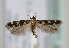  (Caryocolum messneri - TLMF Lep 16693)  @14 [ ] CreativeCommons - Attribution Non-Commercial Share-Alike (2015) Peter Huemer Tiroler Landesmuseum Ferdinandeum