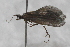  ( - TPA 038-12)  @13 [ ] CreativeCommons - Attribution (2012) Libby Avis Centre for Biodiversity Genomics