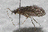  (Lepidostoma jewetti - TPA 051-12)  @13 [ ] CreativeCommons - Attribution (2012) Libby Avis Centre for Biodiversity Genomics