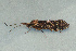  ( - TPA 053-12)  @13 [ ] CreativeCommons - Attribution (2012) Libby Avis Centre for Biodiversity Genomics