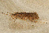  ( - TPA 065-12)  @12 [ ] CreativeCommons - Attribution (2012) Libby Avis Centre for Biodiversity Genomics