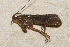  ( - TPA 066-12)  @13 [ ] CreativeCommons - Attribution (2012) Libby Avis Centre for Biodiversity Genomics