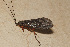 ( - TPA 113-12)  @12 [ ] CreativeCommons - Attribution (2012) CBG Photography Group Centre for Biodiversity Genomics