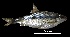  (Rutilus aula - 2_LABM2)  @11 [ ] CreativeCommons  Attribution Non-Commercial Share-Alike  (2018) Marco Casu Dipartimento di Medicina Veterinaria - University of Sassari (Italy)