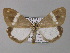  ( - BC ZSM Lep 01882)  @14 [ ] CreativeCommons - Attribution Non-Commercial Share-Alike (2010) Unspecified SNSB, Zoologische Staatssammlung Muenchen