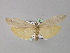  ( - BC ZSM Lep 02325)  @13 [ ] CreativeCommons - Attribution Non-Commercial Share-Alike (2010) Unspecified SNSB, Zoologische Staatssammlung Muenchen