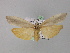  ( - BC ZSM Lep 02330)  @14 [ ] CreativeCommons - Attribution Non-Commercial Share-Alike (2010) Unspecified SNSB, Zoologische Staatssammlung Muenchen