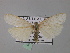  ( - BC ZSM Lep 02334)  @12 [ ] CreativeCommons - Attribution Non-Commercial Share-Alike (2010) Unspecified SNSB, Zoologische Staatssammlung Muenchen