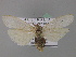  ( - BC ZSM Lep 02337)  @13 [ ] CreativeCommons - Attribution Non-Commercial Share-Alike (2010) Unspecified SNSB, Zoologische Staatssammlung Muenchen