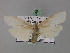  ( - BC ZSM Lep 02340)  @12 [ ] CreativeCommons - Attribution Non-Commercial Share-Alike (2010) Unspecified SNSB, Zoologische Staatssammlung Muenchen