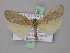  (Eilema AH02Au - BC ZSM Lep 02347)  @14 [ ] CreativeCommons - Attribution Non-Commercial Share-Alike (2010) Unspecified SNSB, Zoologische Staatssammlung Muenchen