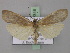  ( - BC ZSM Lep 02348)  @13 [ ] CreativeCommons - Attribution Non-Commercial Share-Alike (2010) Unspecified SNSB, Zoologische Staatssammlung Muenchen
