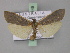  ( - BC ZSM Lep 02349)  @12 [ ] CreativeCommons - Attribution Non-Commercial Share-Alike (2010) Unspecified SNSB, Zoologische Staatssammlung Muenchen