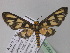  ( - BC ZSM Lep 05794)  @14 [ ] CreativeCommons - Attribution Non-Commercial Share-Alike (2010) Unspecified SNSB, Zoologische Staatssammlung Muenchen