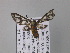  ( - BC ZSM Lep 05795)  @13 [ ] CreativeCommons - Attribution Non-Commercial Share-Alike (2010) Unspecified SNSB, Zoologische Staatssammlung Muenchen