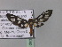  ( - BC ZSM Lep 05799)  @13 [ ] CreativeCommons - Attribution Non-Commercial Share-Alike (2010) Unspecified SNSB, Zoologische Staatssammlung Muenchen