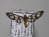  ( - BC ZSM Lep 05801)  @13 [ ] CreativeCommons - Attribution Non-Commercial Share-Alike (2010) Unspecified SNSB, Zoologische Staatssammlung Muenchen