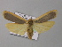  ( - BC ZSM Lep 08327)  @14 [ ] CreativeCommons - Attribution Non-Commercial Share-Alike (2010) Unspecified SNSB, Zoologische Staatssammlung Muenchen