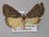  ( - BC ZSM Lep 10124)  @14 [ ] CreativeCommons - Attribution Non-Commercial Share-Alike (2010) Unspecified SNSB, Zoologische Staatssammlung Muenchen