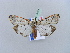  ( - BC ZSM Lep 10933)  @13 [ ] CreativeCommons - Attribution Non-Commercial Share-Alike (2010) Unspecified SNSB, Zoologische Staatssammlung Muenchen
