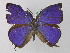  ( - BC ZSM Lep 02304)  @13 [ ] CreativeCommons - Attribution Non-Commercial Share-Alike (2010) Unspecified SNSB, Zoologische Staatssammlung Muenchen