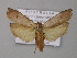  ( - BC ZSM Lep 08350)  @14 [ ] CreativeCommons - Attribution Non-Commercial Share-Alike (2010) Unspecified SNSB, Zoologische Staatssammlung Muenchen