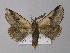  ( - BC ZSM Lep 10095)  @13 [ ] CreativeCommons - Attribution Non-Commercial Share-Alike (2010) Unspecified SNSB, Zoologische Staatssammlung Muenchen