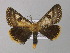  ( - BC ZSM Lep 10127)  @14 [ ] CreativeCommons - Attribution Non-Commercial Share-Alike (2010) Unspecified SNSB, Zoologische Staatssammlung Muenchen