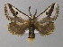  ( - BC ZSM Lep 10163)  @13 [ ] CreativeCommons - Attribution Non-Commercial Share-Alike (2010) Unspecified SNSB, Zoologische Staatssammlung Muenchen