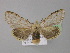  ( - BC ZSM Lep 10373)  @11 [ ] CreativeCommons - Attribution Non-Commercial Share-Alike (2010) Unspecified SNSB, Zoologische Staatssammlung Muenchen